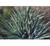 Юкка нитчатая (Yucca filamentosa)